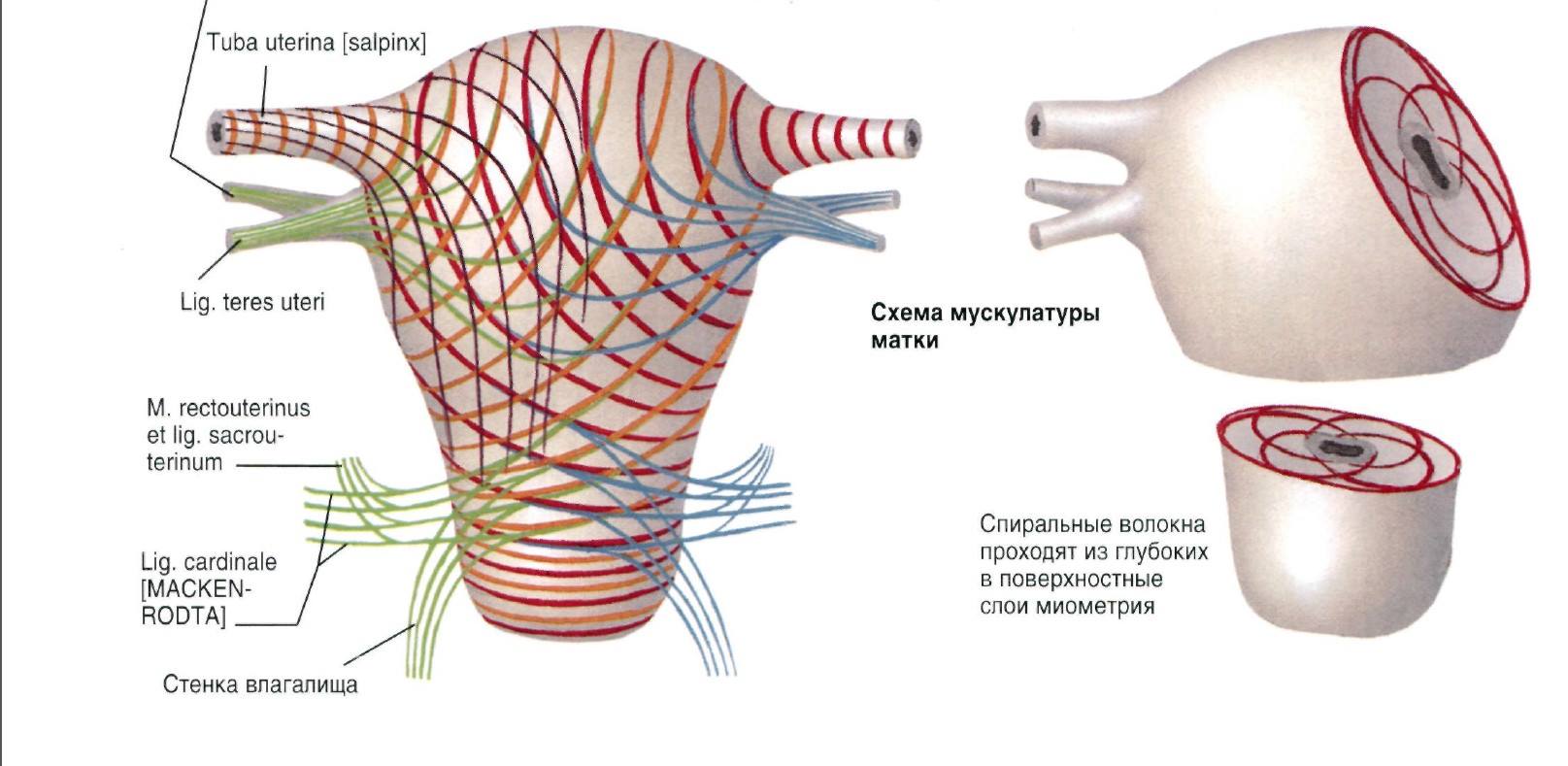 Расположение мышечных волокон в матке