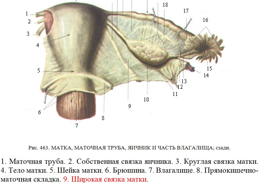 Схема матки с придатками