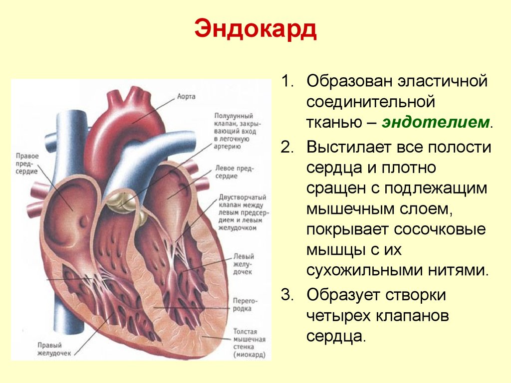 Срез стенки сердца рисунок - 91 фото